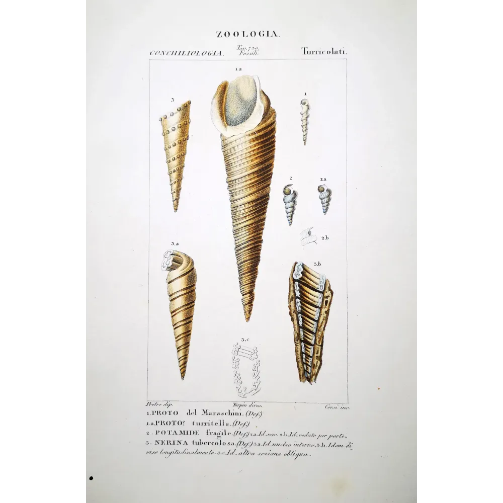Turreted Shells – Prêtre, Antique Hand-Colored Engraving