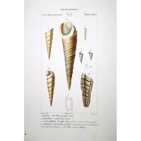 Turreted Shells – Prêtre, Antique Hand-Colored Engraving