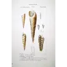 Fossil Turreted Shells (Proto turritella, Nerina tubercolosa) – Original hand-colored engraving by P.A. Prêtre, Antique Print