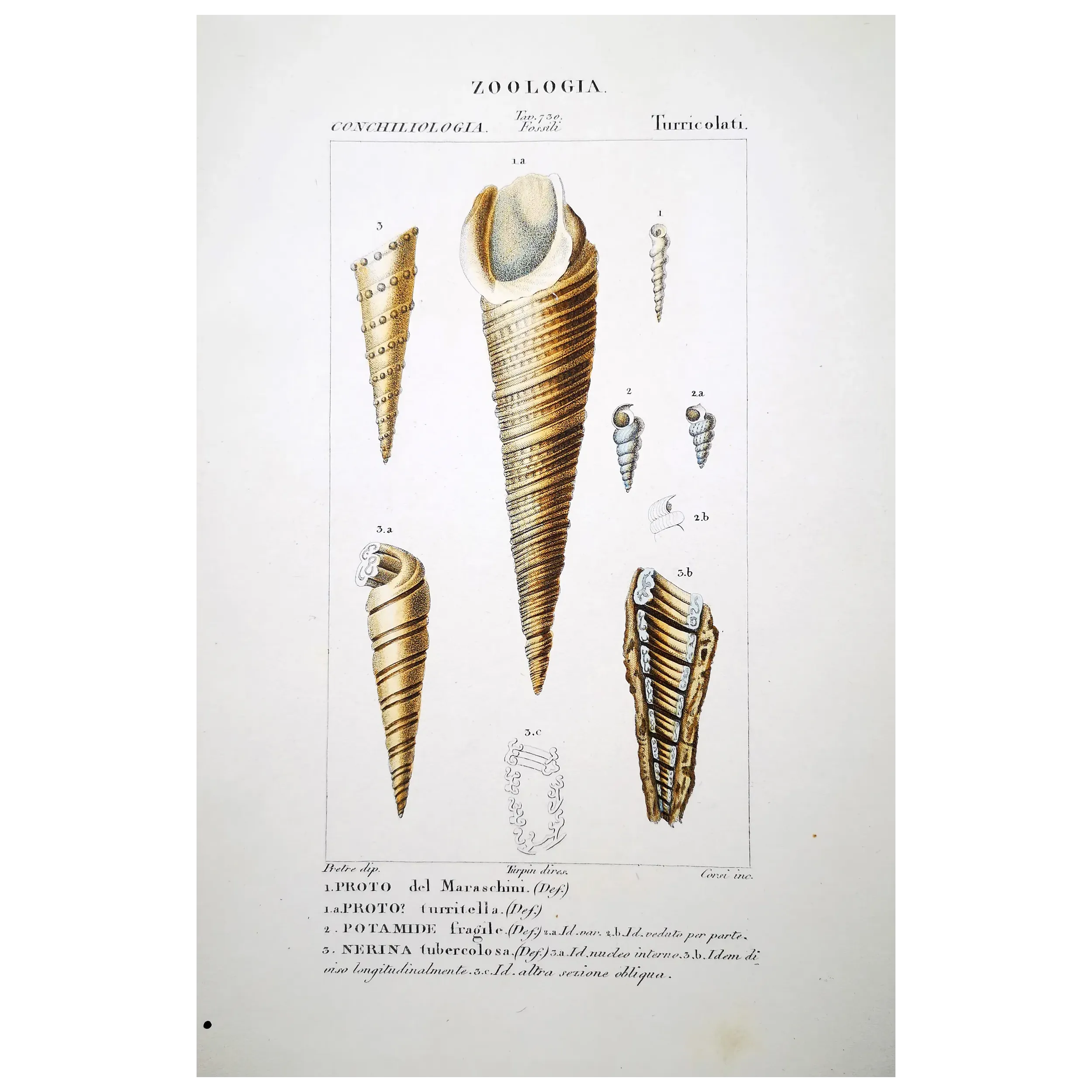 Turreted Shells – Prêtre, Antique Hand-Colored Engraving