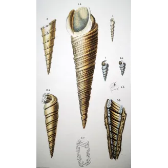 Turreted Shells – Prêtre, Antique Hand-Colored Engraving