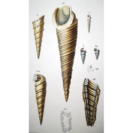 Turreted Shells – Prêtre, Antique Hand-Colored Engraving