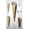 Fossil Turreted Shells (Proto turritella, Nerina tubercolosa) – Original hand-colored engraving by P.A. Prêtre, Antique Print