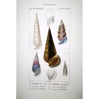 Antique Marine Engraving – Pierre Antoine Prêtre – Cerith Shells