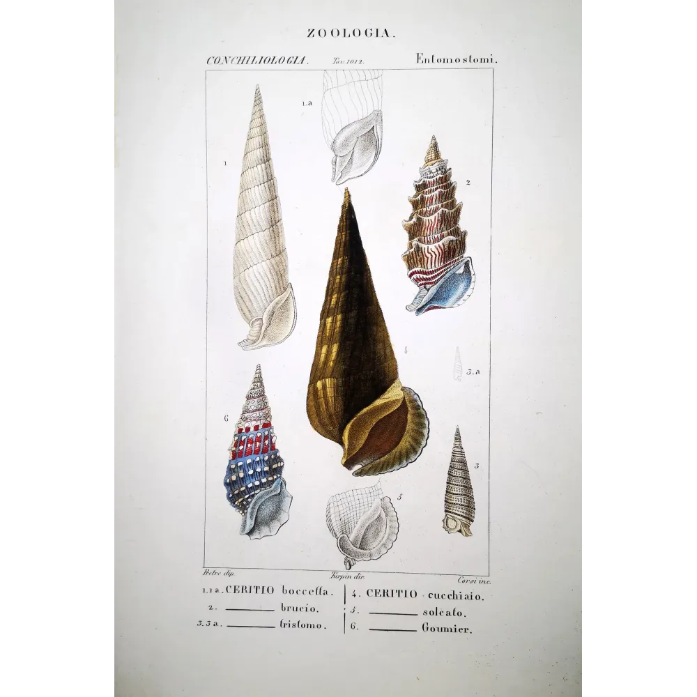 Antique Marine Engraving – Pierre Antoine Prêtre – Cerith Shells