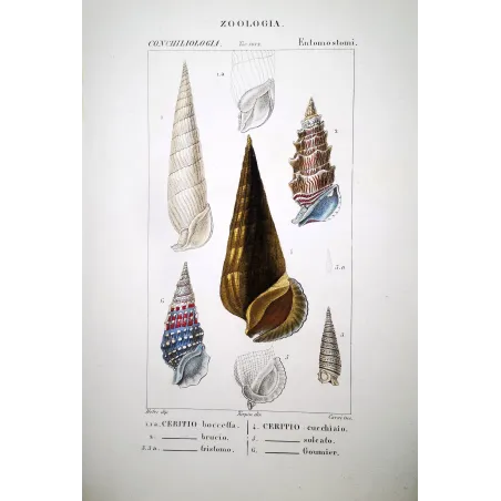 Antique Marine Engraving – Pierre Antoine Prêtre – Cerith Shells
