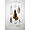 Cerithium Shells (Ceritio boccella, Ceritio tristomo) – Original hand-colored engraving by Prêtre, Antique Print