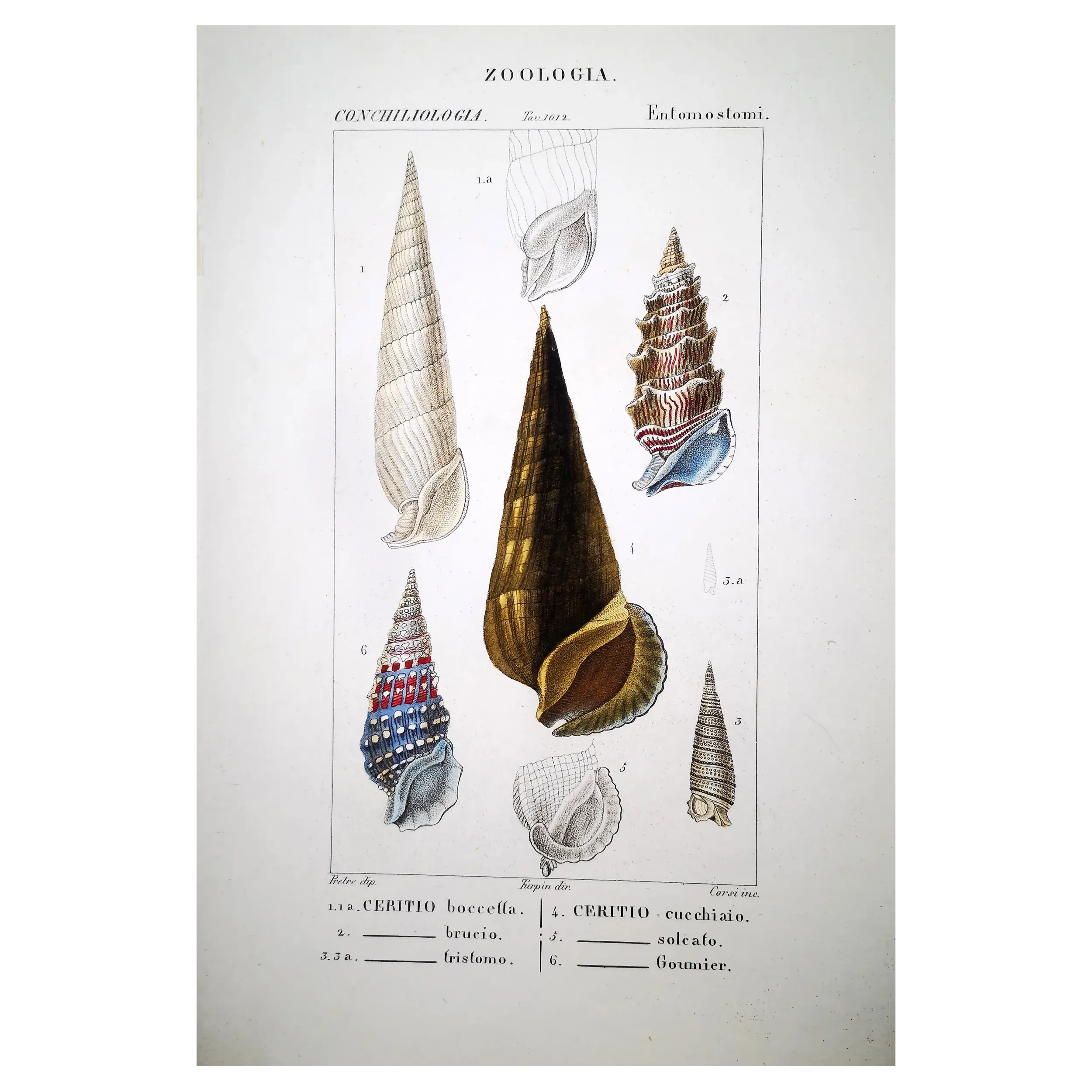 Antique Marine Engraving – Pierre Antoine Prêtre – Cerith Shells