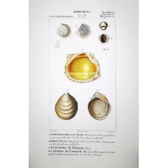 Fossil Shells – Prêtre, Antique Hand-Colored Engraving