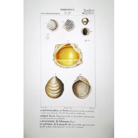 Fossil Shells – Prêtre, Antique Hand-Colored Engraving