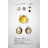 Fossil Shells (Cristellaria, Catillo) – Original hand-colored engraving by Pierre Antoine Prêtre, Antique Print