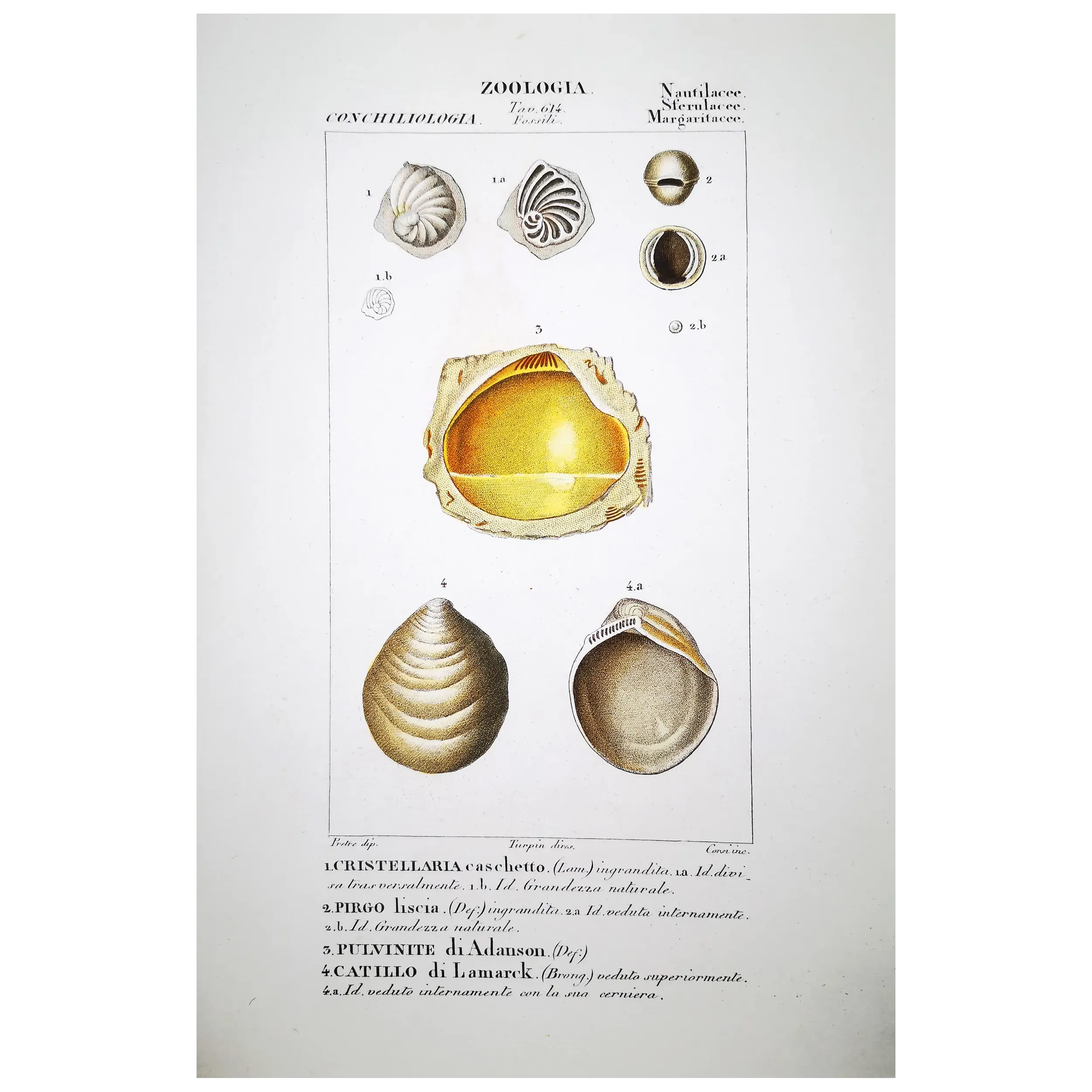 Fossil Shells – Prêtre, Antique Hand-Colored Engraving