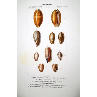 Cypraea Shells – Prêtre, Antique Hand-Colored Engraving