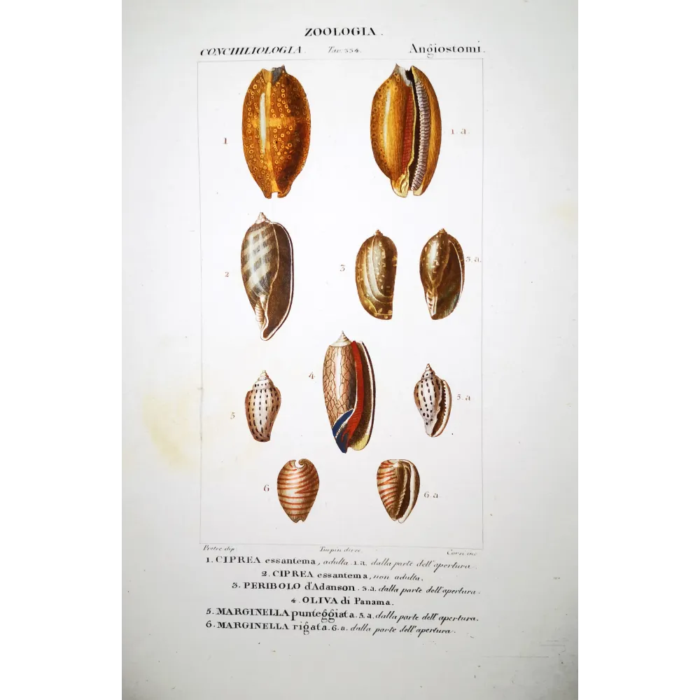Cypraea Shells – Prêtre, Antique Hand-Colored Engraving