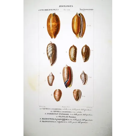Cypraea Shells – Prêtre, Antique Hand-Colored Engraving