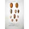 Cypraea Shells (Cypraea “essantema”, Oliva of Panama) – Original hand-colored engraving by Prêtre, Antique Print