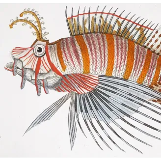 Antique Print by Pierre Antoine Prêtre – Antennata Lionfish (Pterois antennata)