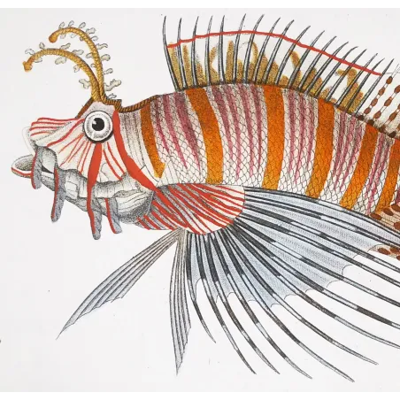 Antique Print by Pierre Antoine Prêtre – Antennata Lionfish (Pterois antennata)