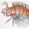 Antennata Lionfish (Pterois antennata)  Original hand-colored engraving by Pierre Antoine Prêtre, Antique Print
