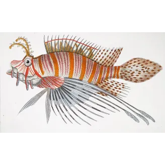 Antique Print by Pierre Antoine Prêtre – Antennata Lionfish (Pterois antennata)