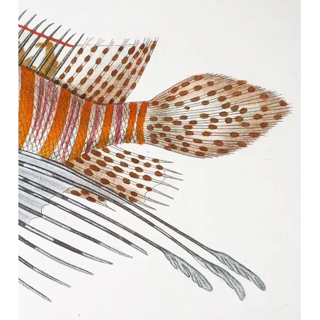 Antique Print by Pierre Antoine Prêtre – Antennata Lionfish (Pterois antennata)