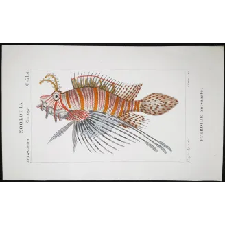 Antique Print by Pierre Antoine Prêtre – Antennata Lionfish (Pterois antennata)
