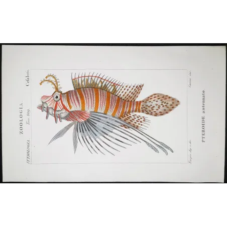 Antique Print by Pierre Antoine Prêtre – Antennata Lionfish (Pterois antennata)