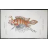 Antennata Lionfish (Pterois antennata)  Original hand-colored engraving by Pierre Antoine Prêtre, Antique Print