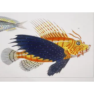 Antique Print by Pierre Antoine Prêtre – Flying Gurnard Striped Wrasse (Pterois volitans, Tenianotus striatus)