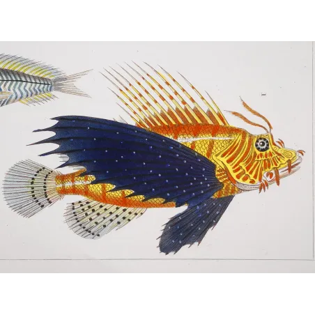 Antique Print by Pierre Antoine Prêtre – Flying Gurnard Striped Wrasse (Pterois volitans, Tenianotus striatus)