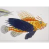 Flying Gurnard Striped Wrasse (Pterois volitans, Tenianotus striatus)  Original hand-colored engraving by Prêtre, Antique Print