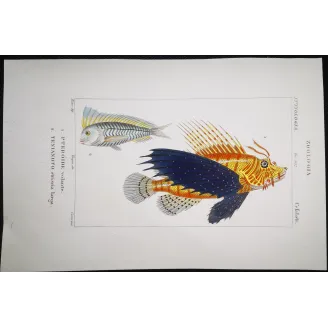 Antique Print by Pierre Antoine Prêtre – Flying Gurnard Striped Wrasse (Pterois volitans, Tenianotus striatus)