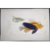 Flying Gurnard Striped Wrasse (Pterois volitans, Tenianotus striatus)  Original hand-colored engraving by Prêtre, Antique Print