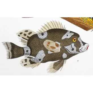 Antique Print by Pierre Antoine Prêtre – Marine Damselfish & Triggerfish (Pomacentrus marinus, Plethodonodon cirrhigonoides)