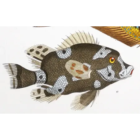 Antique Print by Pierre Antoine Prêtre – Marine Damselfish & Triggerfish (Pomacentrus marinus, Plethodonodon cirrhigonoides)