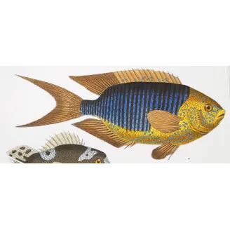 Antique Print by Pierre Antoine Prêtre – Marine Damselfish & Triggerfish (Pomacentrus marinus, Plethodonodon cirrhigonoides)