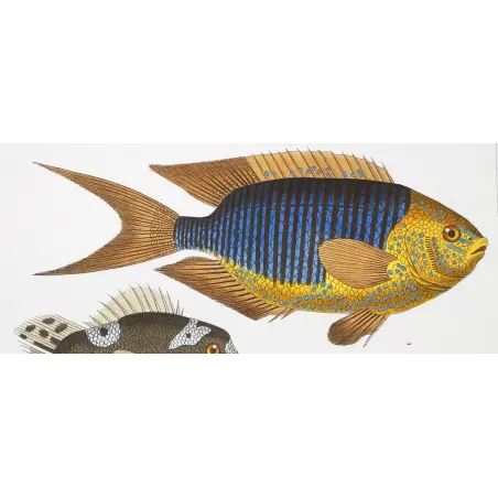 Antique Print by Pierre Antoine Prêtre – Marine Damselfish & Triggerfish (Pomacentrus marinus, Plethodonodon cirrhigonoides)