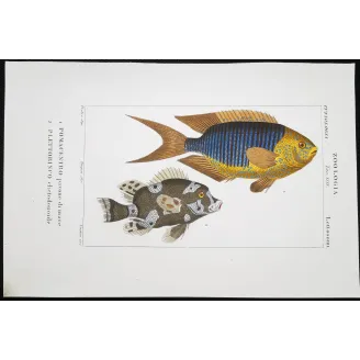 Antique Print by Pierre Antoine Prêtre – Marine Damselfish & Triggerfish (Pomacentrus marinus, Plethodonodon cirrhigonoides)
