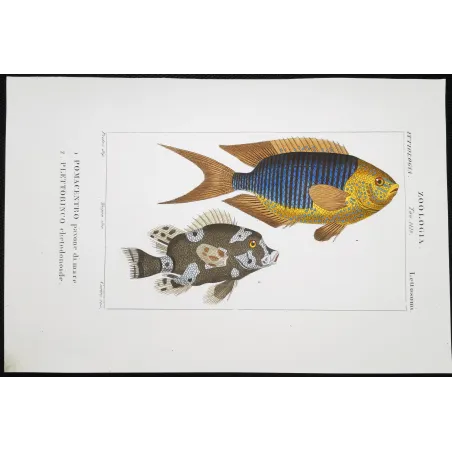 Antique Print by Pierre Antoine Prêtre – Marine Damselfish & Triggerfish (Pomacentrus marinus, Plethodonodon cirrhigonoides)