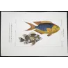 Marine Damselfish & Triggerfish (Pomacentrus marinus, Plethodonodon cirrhigonoides)  Hand-colored engraving by Prêtre, Antique