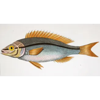 Antique Marine Engraving – Pierre Antoine Prêtre – Pentapodus Fish