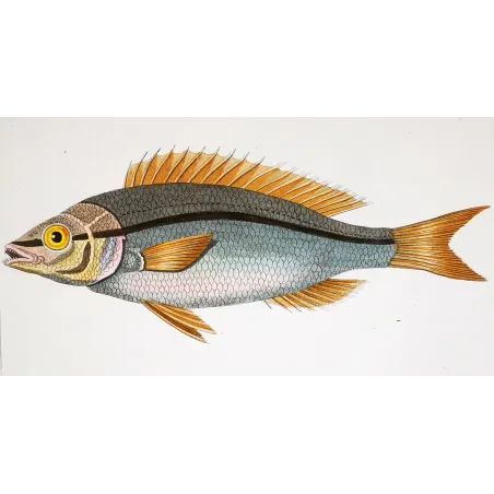 Antique Marine Engraving – Pierre Antoine Prêtre – Pentapodus Fish