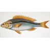 Pentapodus Fish (Pentapodus fasciatus)  Original hand-colored engraving by Pierre Antoine Prêtre, Antique Print