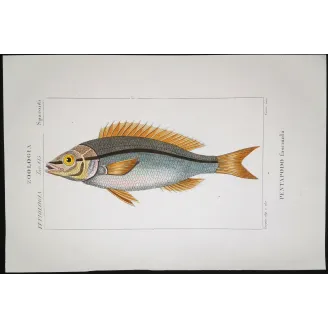 Antique Marine Engraving – Pierre Antoine Prêtre – Pentapodus Fish