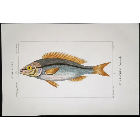 Antique Marine Engraving – Pierre Antoine Prêtre – Pentapodus Fish
