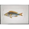 Pentapodus Fish (Pentapodus fasciatus)  Original hand-colored engraving by Pierre Antoine Prêtre, Antique Print
