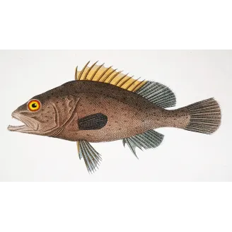 Antique Marine Engraving – Pierre Antoine Prêtre – Brown Grouper