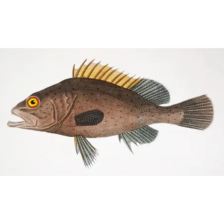 Antique Marine Engraving – Pierre Antoine Prêtre – Brown Grouper