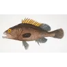 Brown Grouper (Serranus accra)  Original hand-colored engraving by Pierre Antoine Prêtre, Antique Print