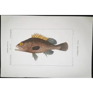 Antique Marine Engraving – Pierre Antoine Prêtre – Brown Grouper